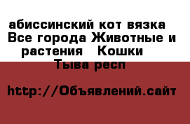 абиссинский кот вязка - Все города Животные и растения » Кошки   . Тыва респ.